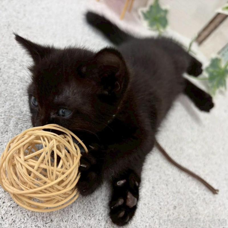 販売中の北海道のボンベイ-140028の2枚目