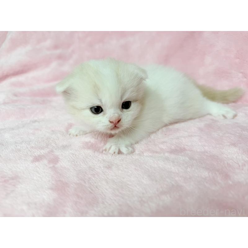 販売中の静岡県のスコティッシュフォールド(折れ耳)-140029の11枚目