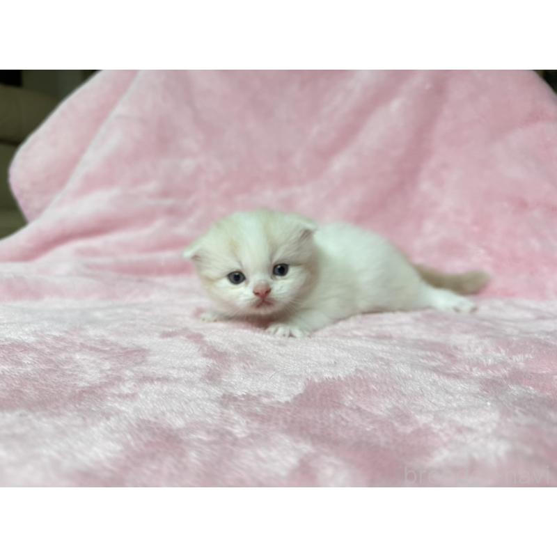 販売中の静岡県のスコティッシュフォールド(折れ耳)-140029の9枚目