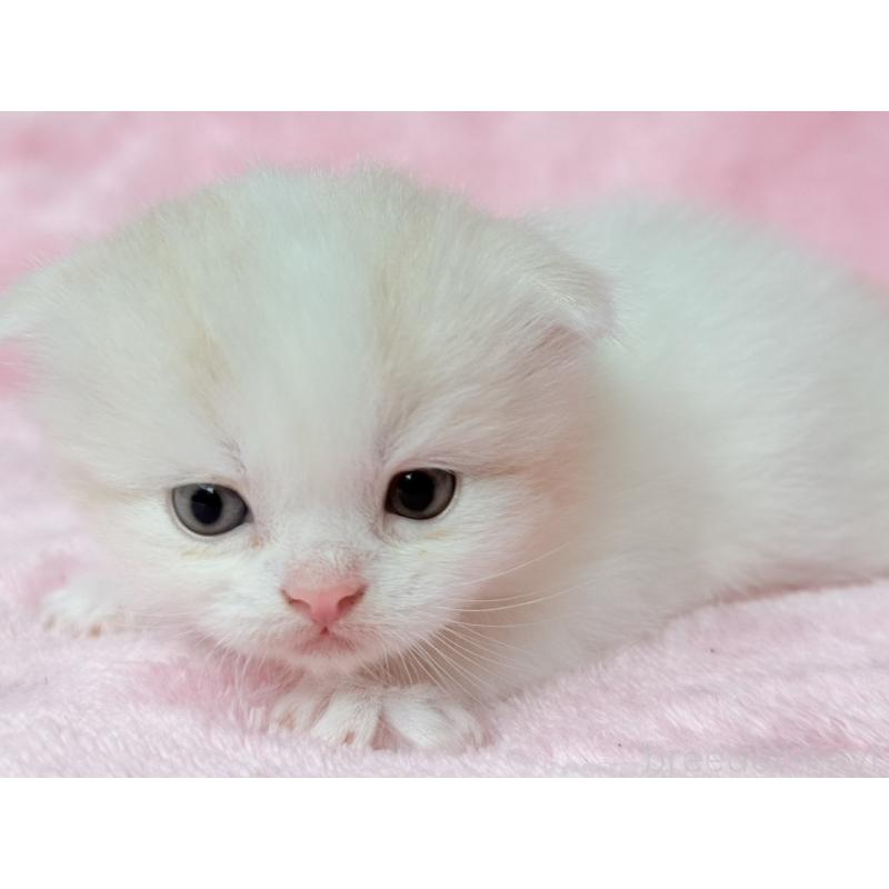 販売中の静岡県のスコティッシュフォールド(折れ耳)-140029の8枚目