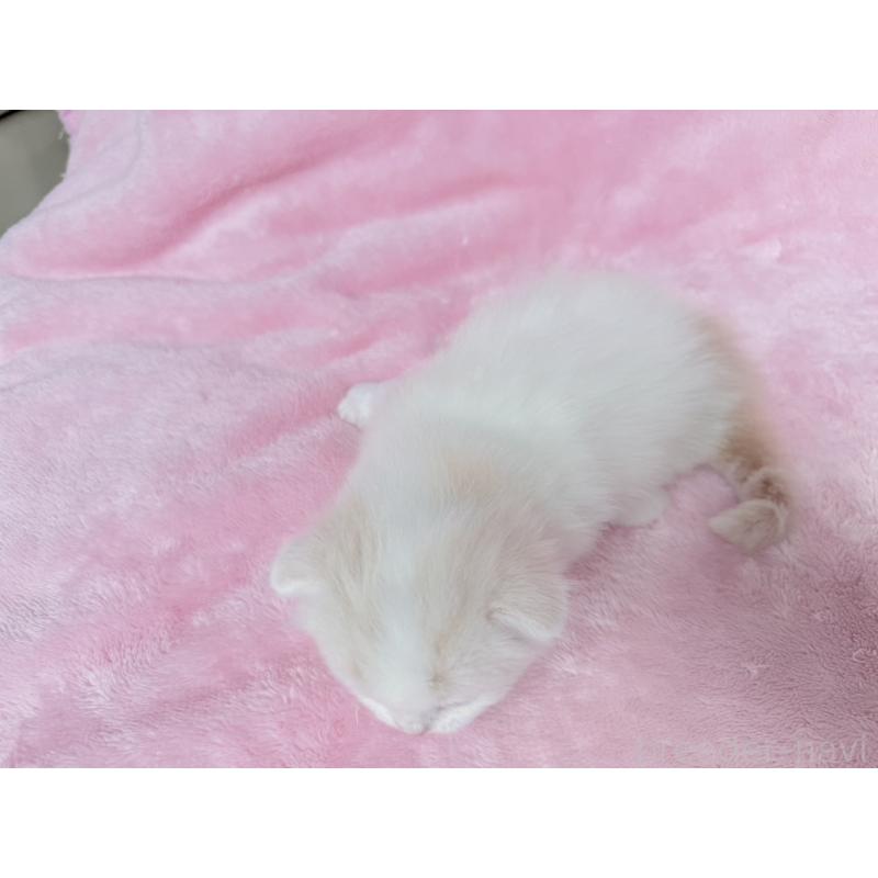 販売中の静岡県のスコティッシュフォールド(折れ耳)-140029の7枚目