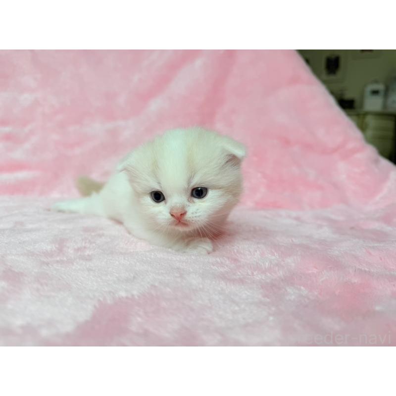 販売中の静岡県のスコティッシュフォールド(折れ耳)-140029の6枚目