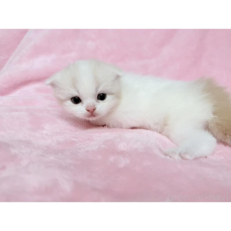 販売中の静岡県のスコティッシュフォールド(折れ耳)-140029の5枚目