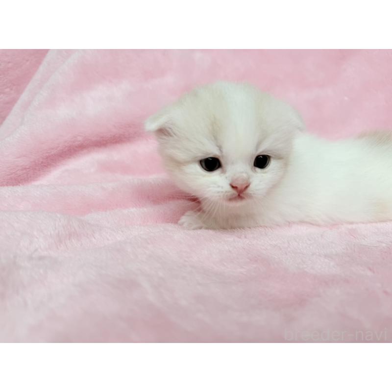 販売中の静岡県のスコティッシュフォールド(折れ耳)-140029の4枚目