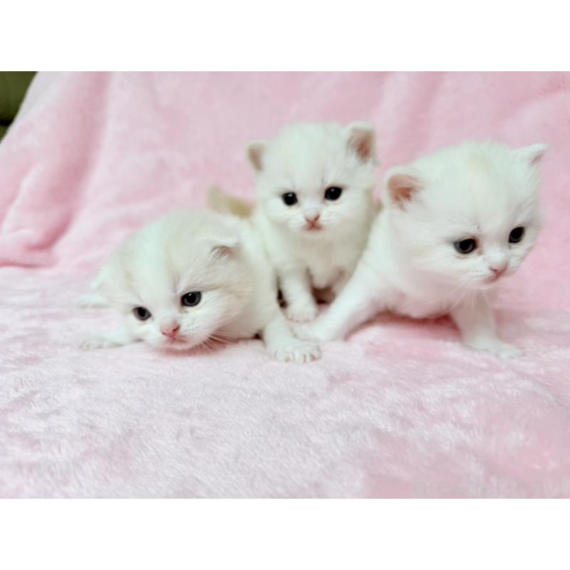 販売中の静岡県のスコティッシュフォールド(折れ耳)-140029の3枚目