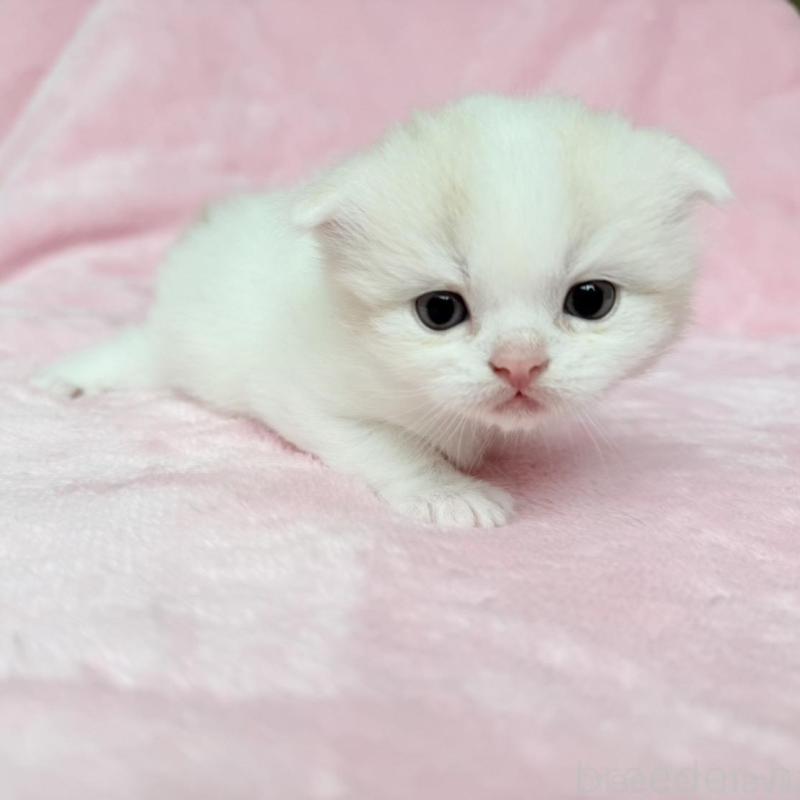 販売中の静岡県のスコティッシュフォールド(折れ耳)-140029の2枚目