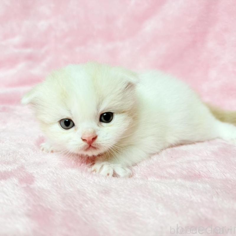 販売中の静岡県のスコティッシュフォールド(折れ耳)-140029の1枚目