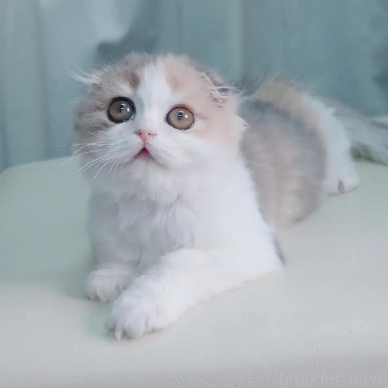 販売中の東京都のスコティッシュフォールド(折れ耳)-140030の1枚目