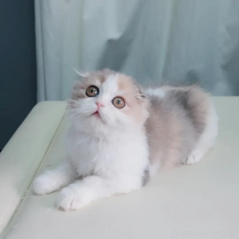 販売中の東京都のスコティッシュフォールド(折れ耳)-140030の4枚目