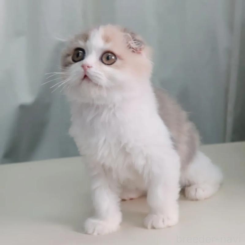 販売中の東京都のスコティッシュフォールド(折れ耳)-140030の3枚目