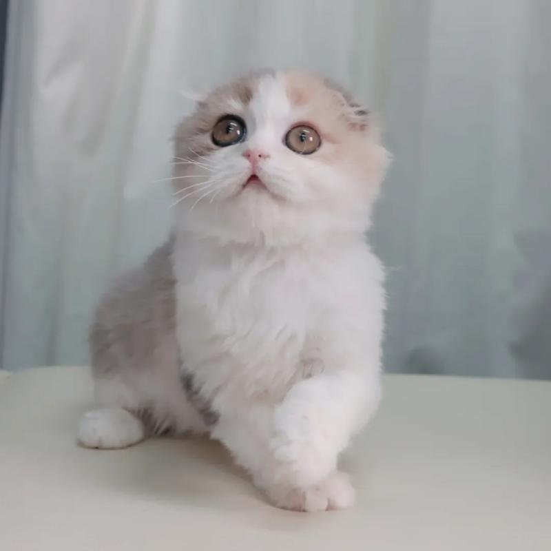 販売中の東京都のスコティッシュフォールド(折れ耳)-140030の2枚目