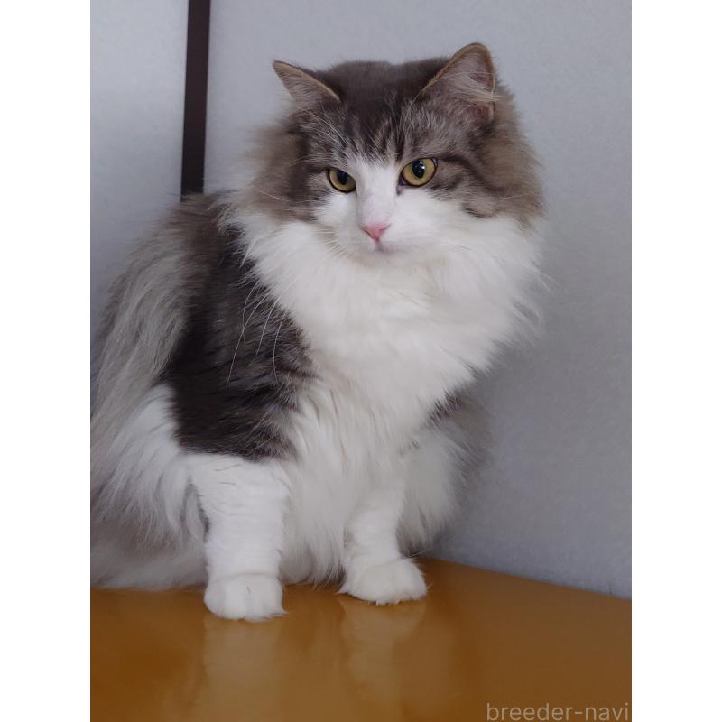 販売中の滋賀県のノルウェージャンフォレストキャット-140031の4枚目