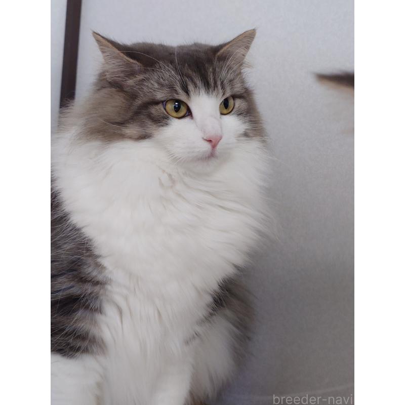 販売中の滋賀県のノルウェージャンフォレストキャット-140031の3枚目