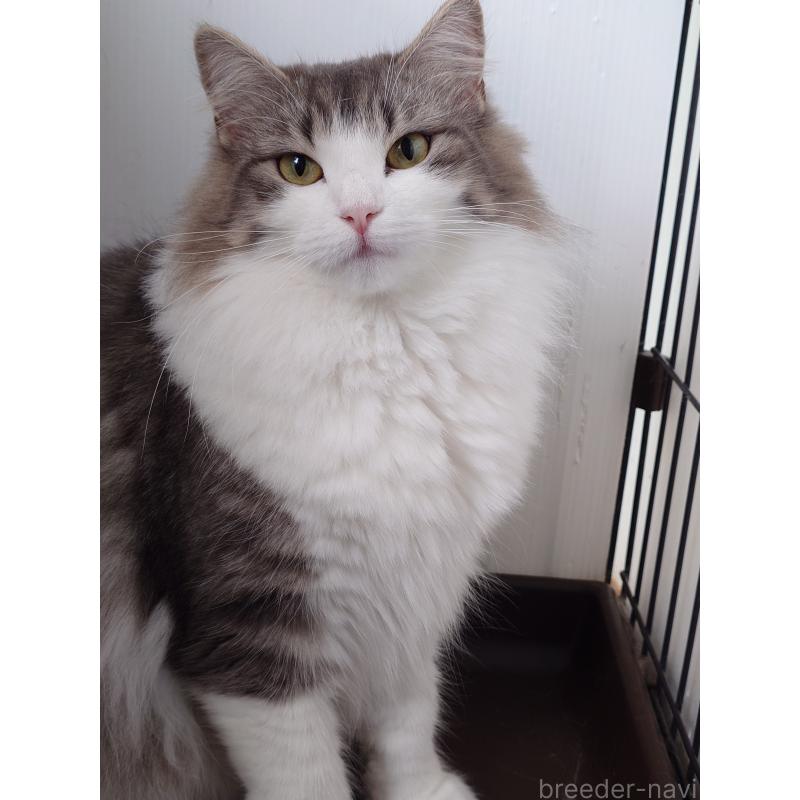 販売中の滋賀県のノルウェージャンフォレストキャット-140031の2枚目