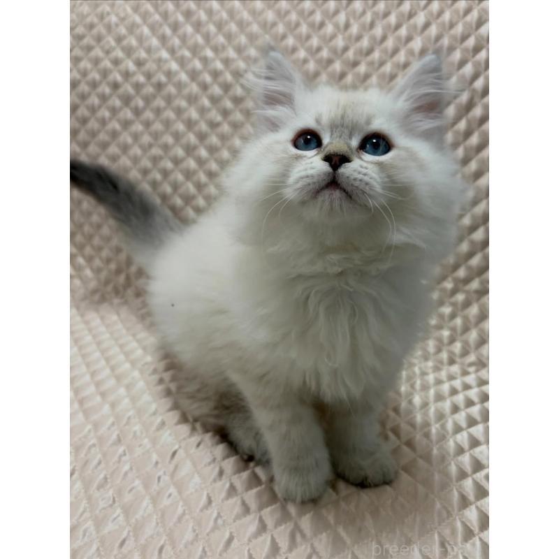 販売中の京都府のサイベリアン-140032の7枚目