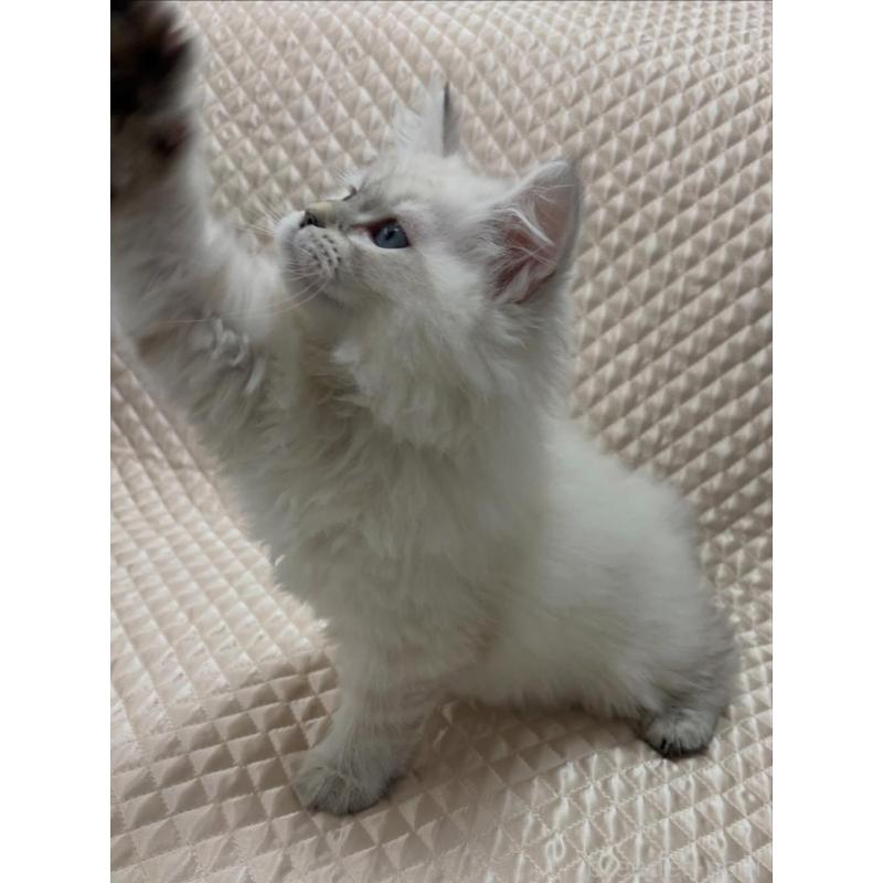 販売中の京都府のサイベリアン-140032の6枚目