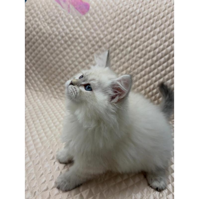 販売中の京都府のサイベリアン-140032の5枚目