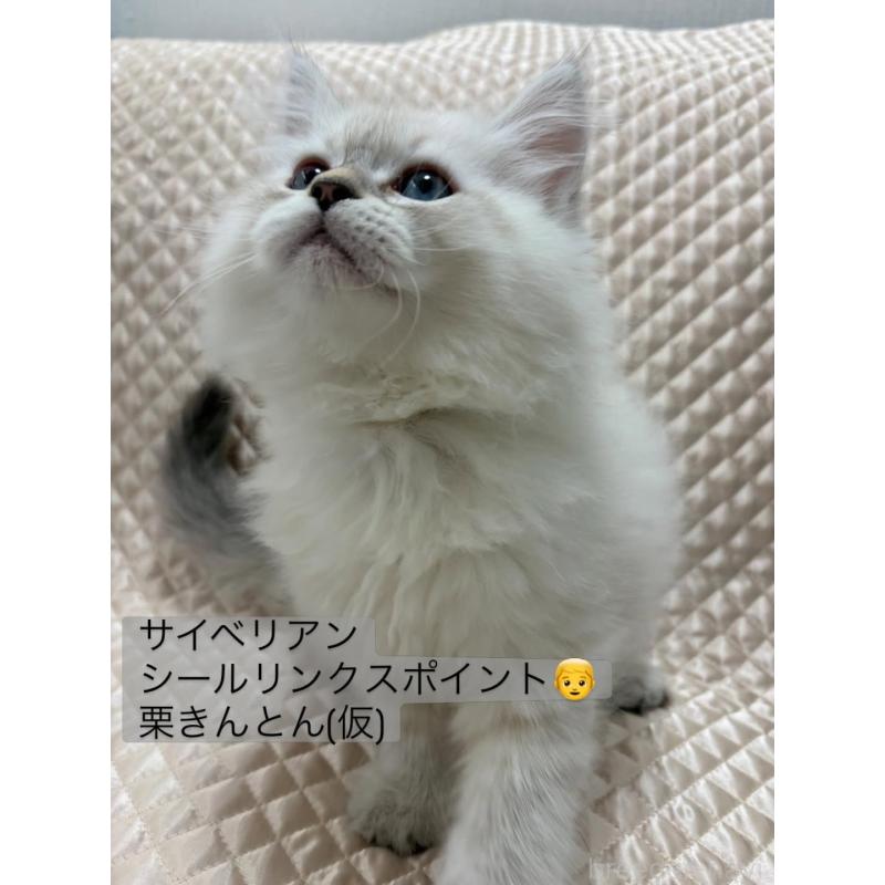 販売中の京都府のサイベリアン-140032の3枚目