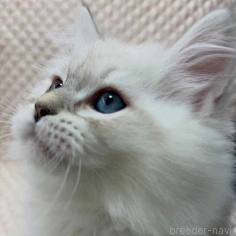 販売中の京都府のサイベリアン-140032