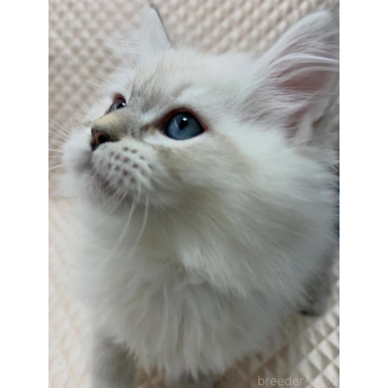 販売中の京都府のサイベリアン-140032の2枚目