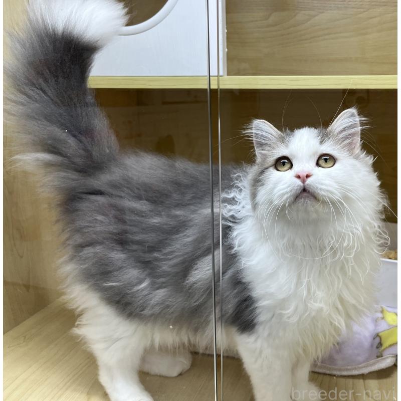 販売中の東京都のミヌエット-134927