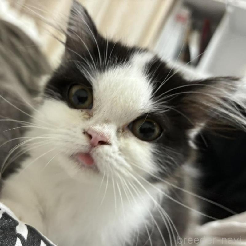 とろろちゃん1枚目