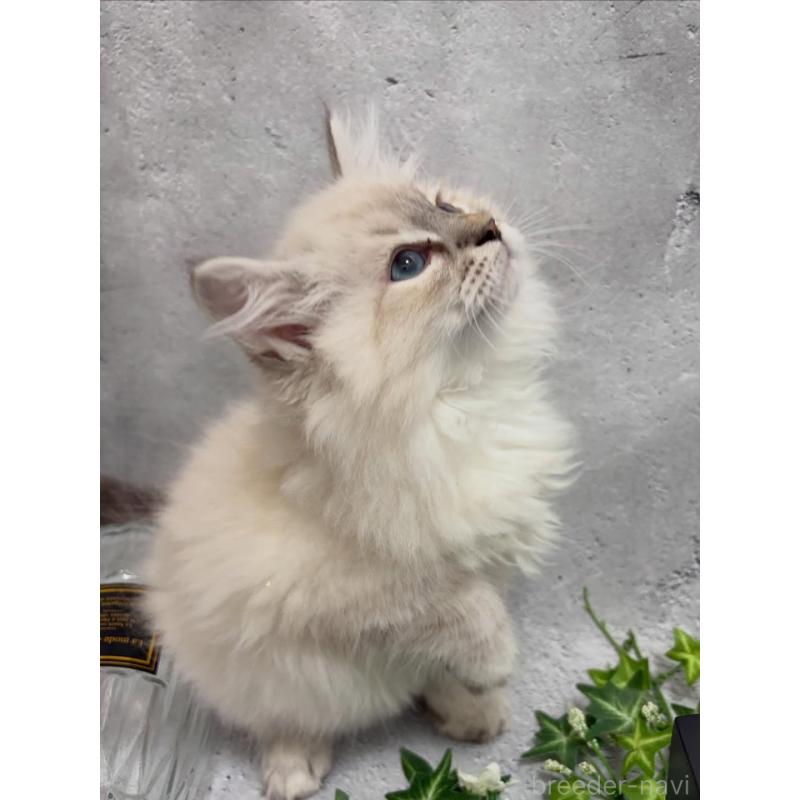 販売中の京都府のサイベリアン-140033の6枚目