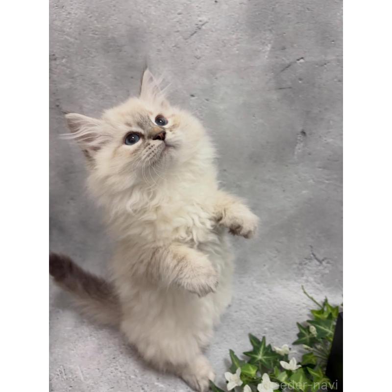 販売中の京都府のサイベリアン-140033の7枚目