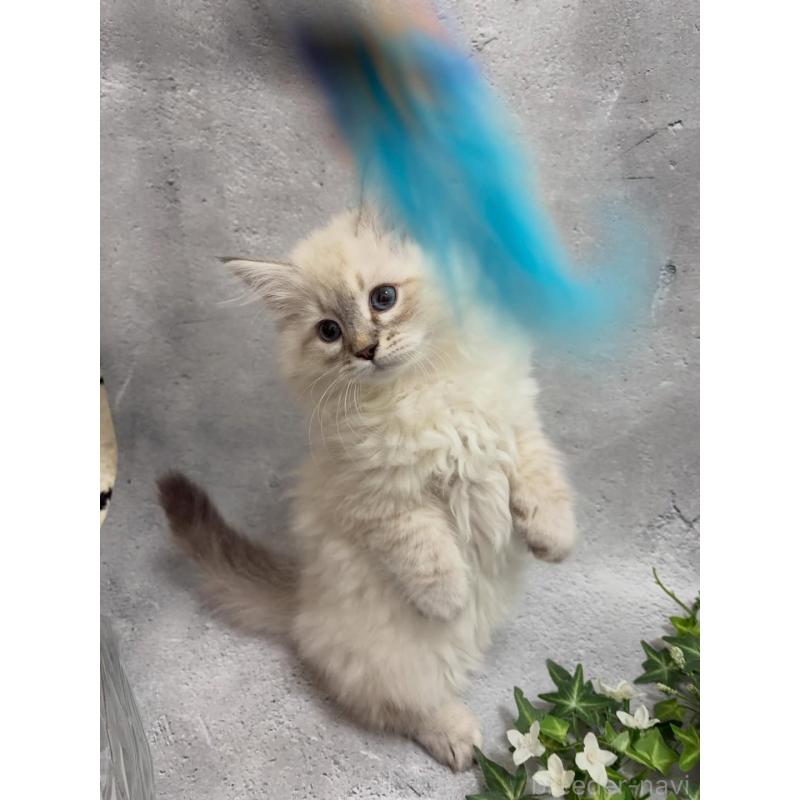 販売中の京都府のサイベリアン-140033の5枚目