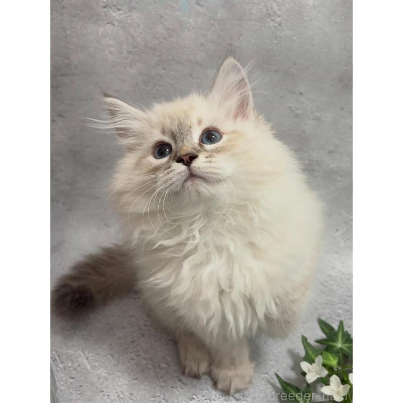 販売中の京都府のサイベリアン-140033の4枚目