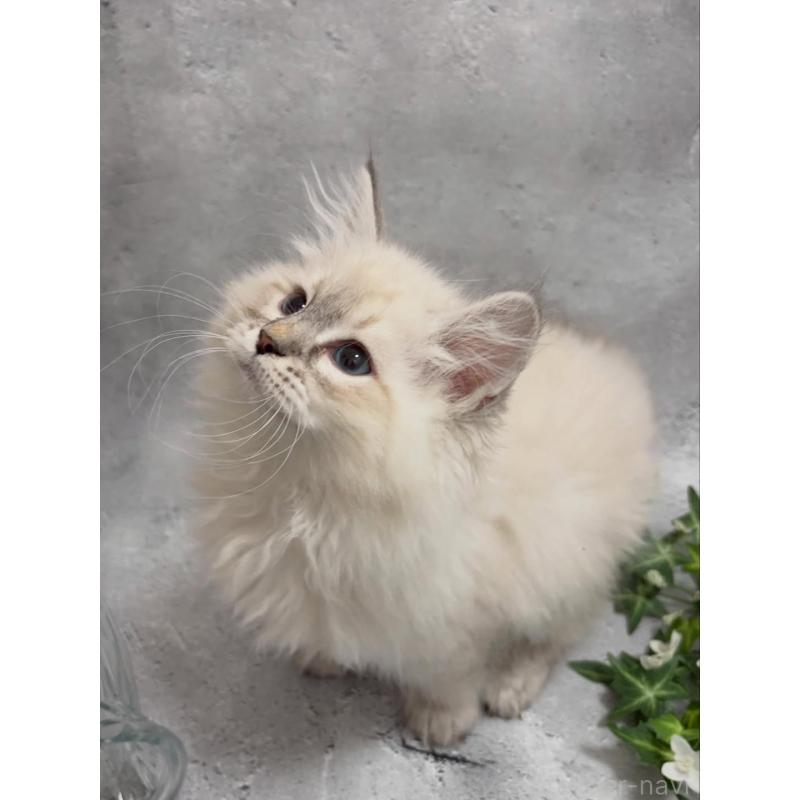 販売中の京都府のサイベリアン-140033の3枚目