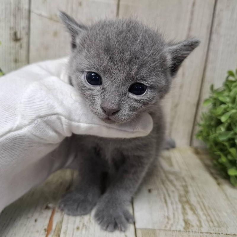 販売中の千葉県のロシアンブルー-140034の1枚目