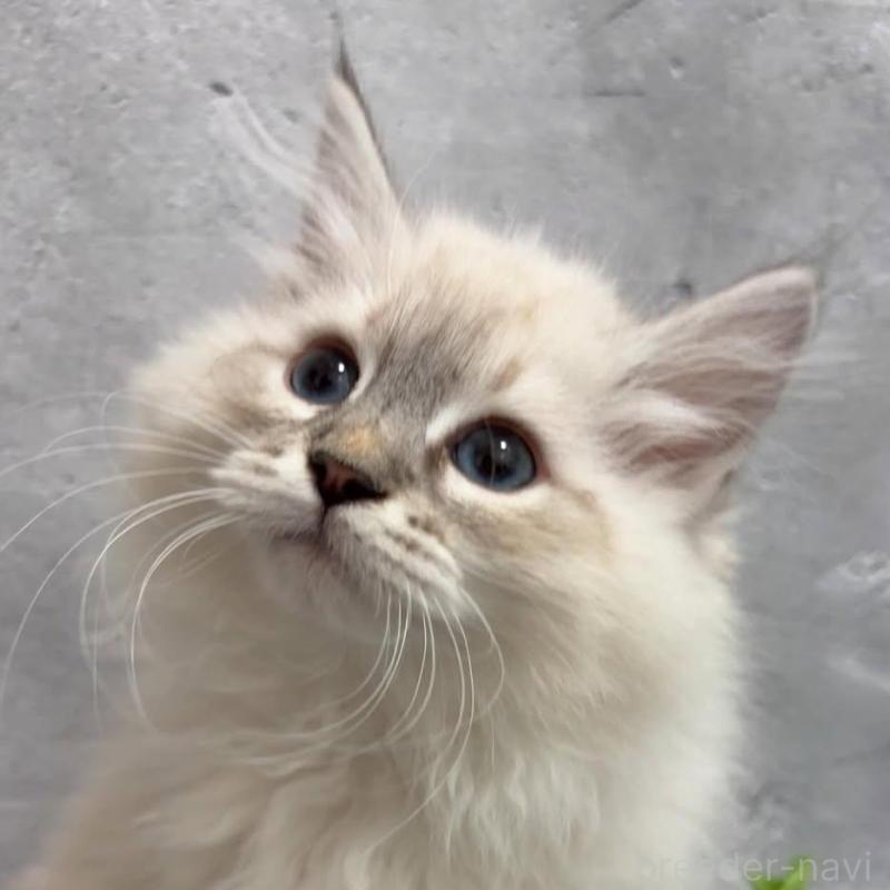 販売中の京都府のサイベリアン-140033