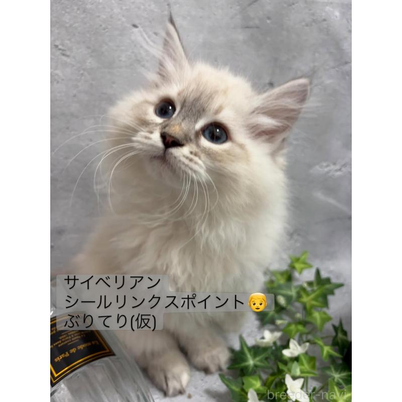 販売中の京都府のサイベリアン-140033の2枚目