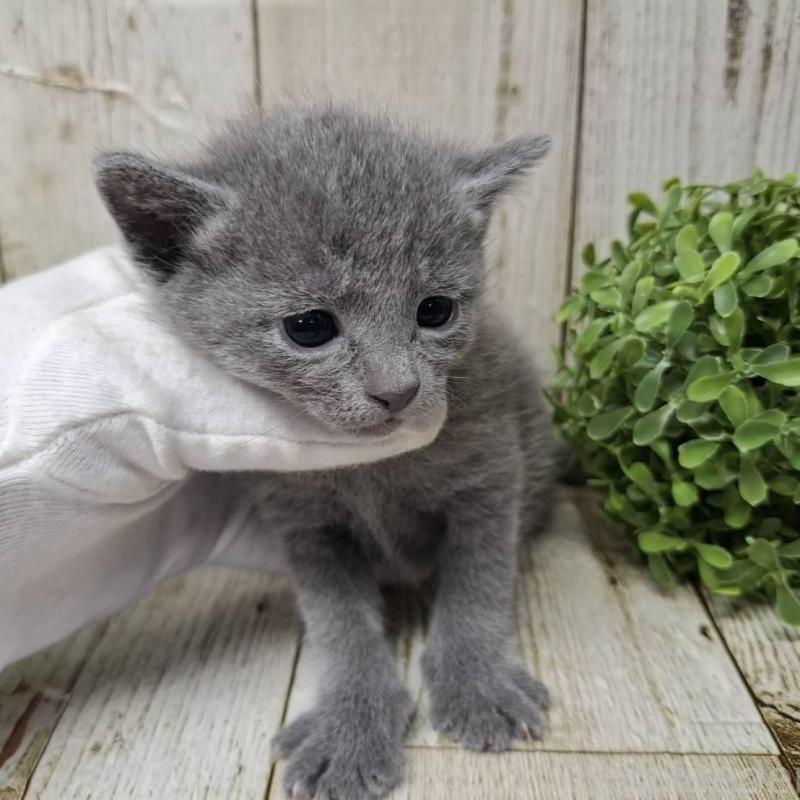 販売中の千葉県のロシアンブルー-140034の10枚目