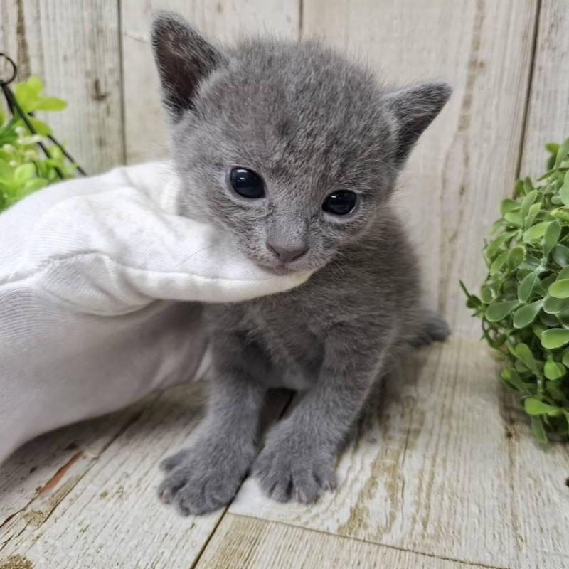 販売中の千葉県のロシアンブルー-140034の9枚目