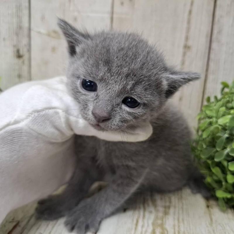 販売中の千葉県のロシアンブルー-140034の8枚目