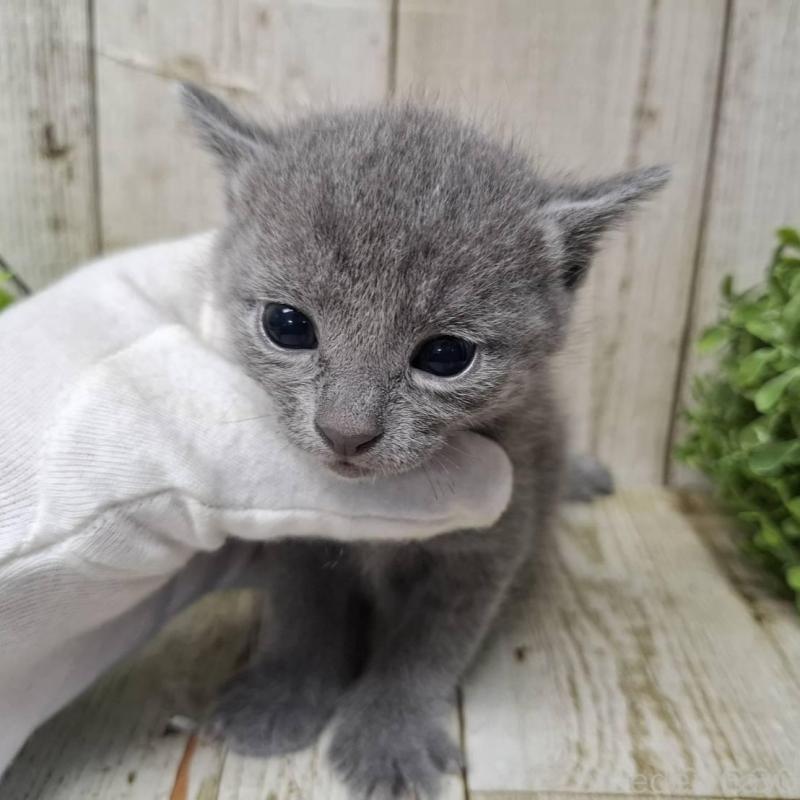 販売中の千葉県のロシアンブルー-140034の7枚目