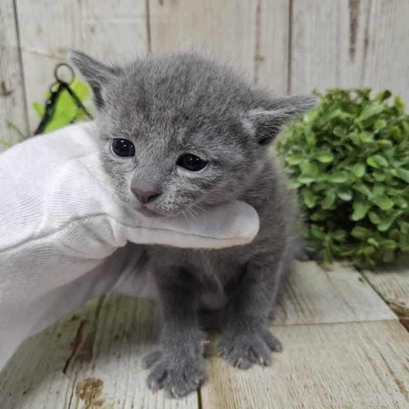 販売中の千葉県のロシアンブルー-140034の6枚目