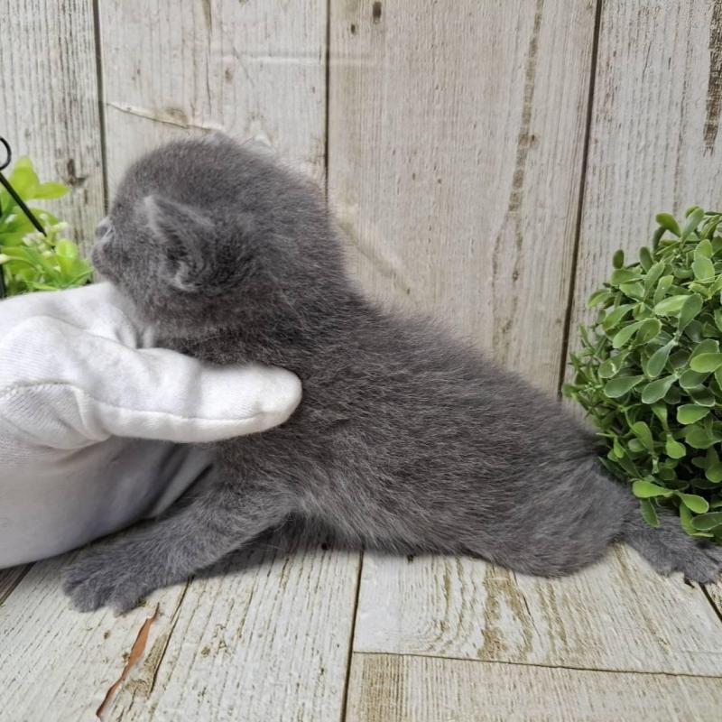 販売中の千葉県のロシアンブルー-140034の5枚目