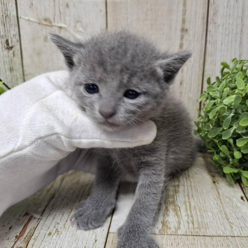 販売中の千葉県のロシアンブルー-140034の4枚目