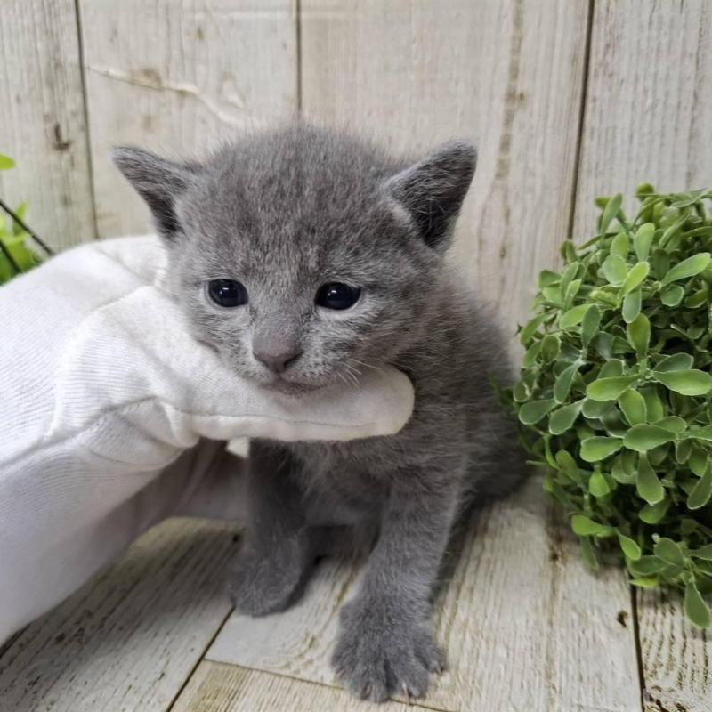 販売中の千葉県のロシアンブルー-140034の3枚目