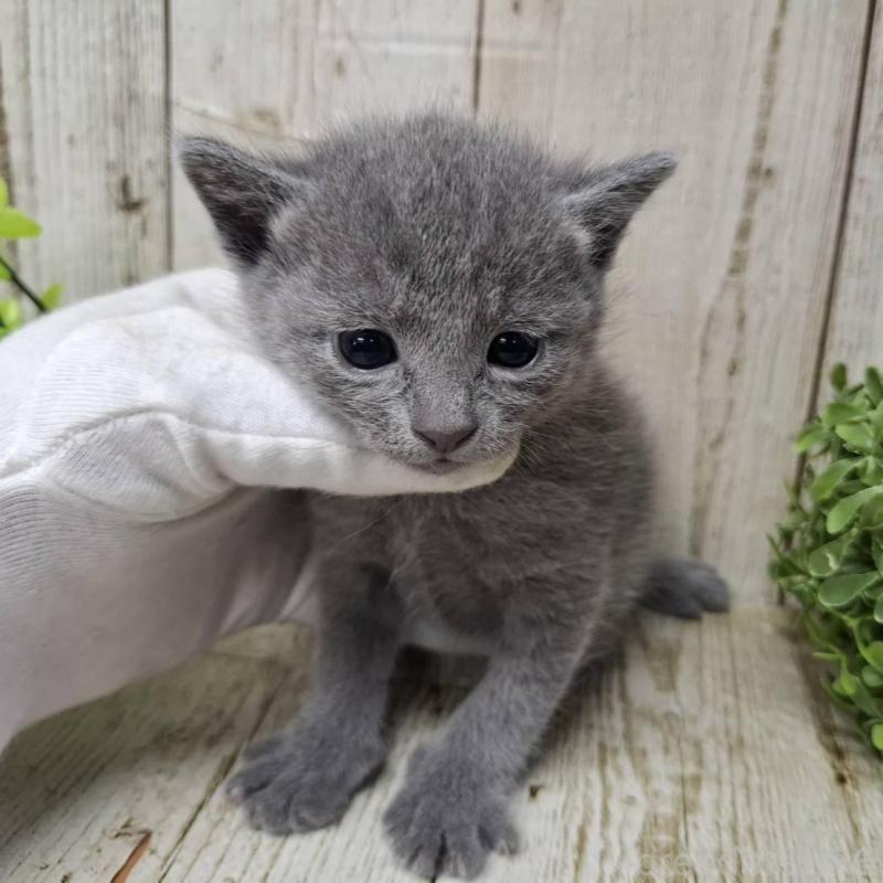 販売中の千葉県のロシアンブルー-140034の2枚目