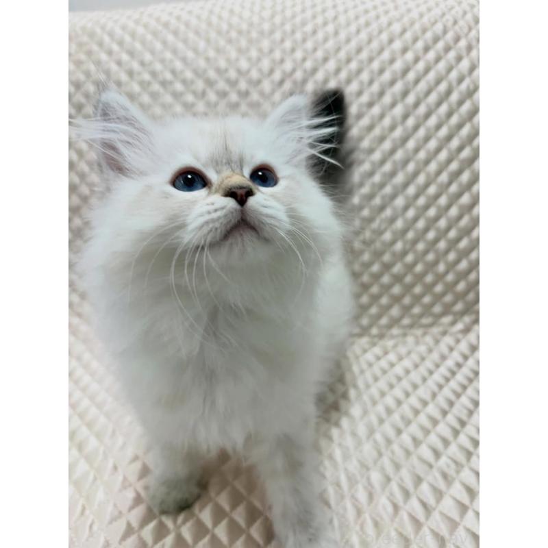 販売中の京都府のサイベリアン-140035の7枚目