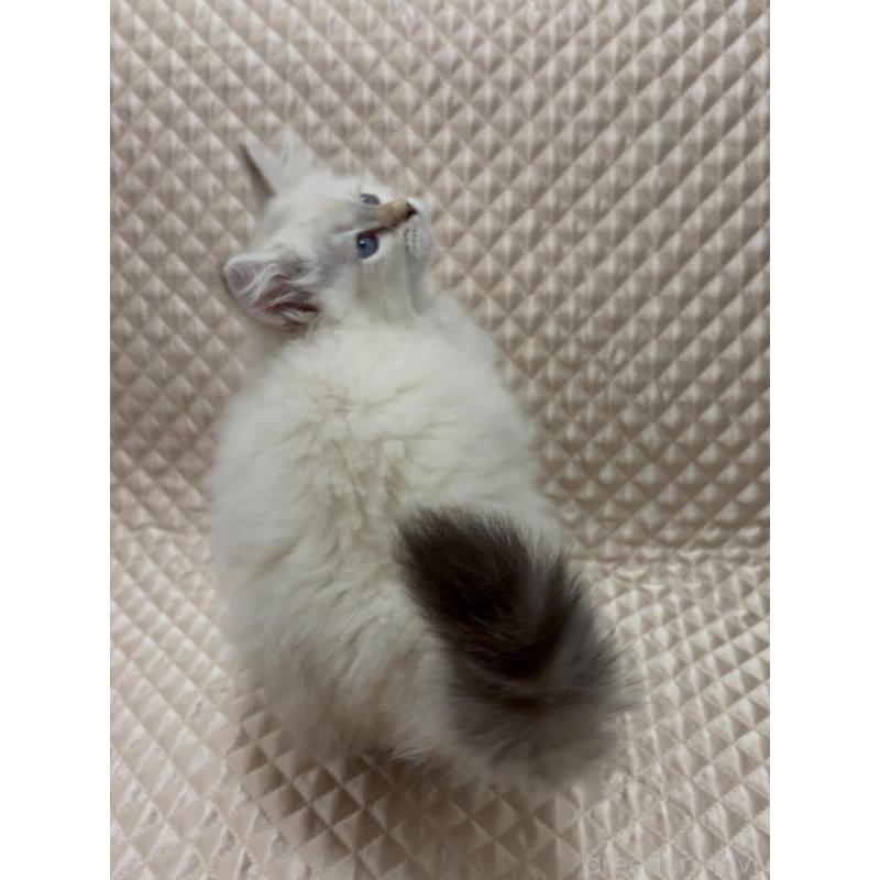 販売中の京都府のサイベリアン-140035の5枚目