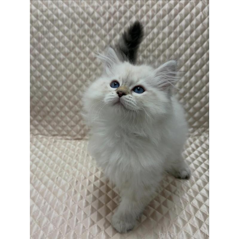 販売中の京都府のサイベリアン-140035の6枚目