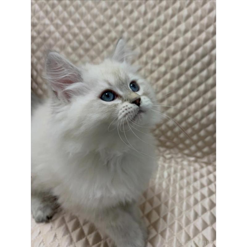 販売中の京都府のサイベリアン-140035の4枚目