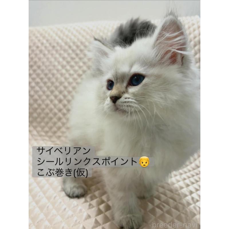 販売中の京都府のサイベリアン-140035の3枚目