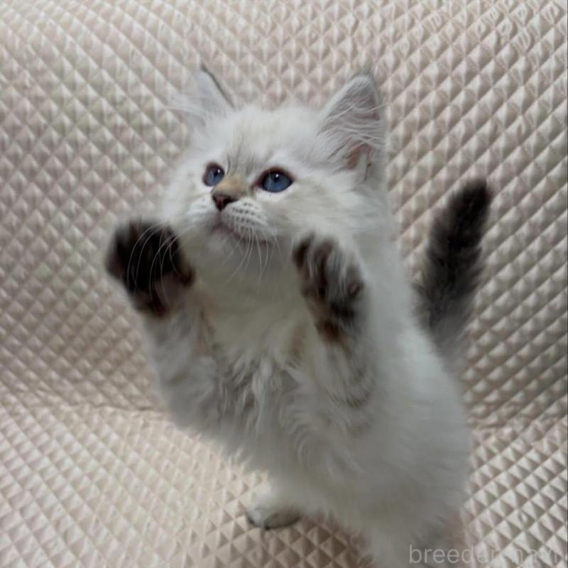 販売中の京都府のサイベリアン-140035