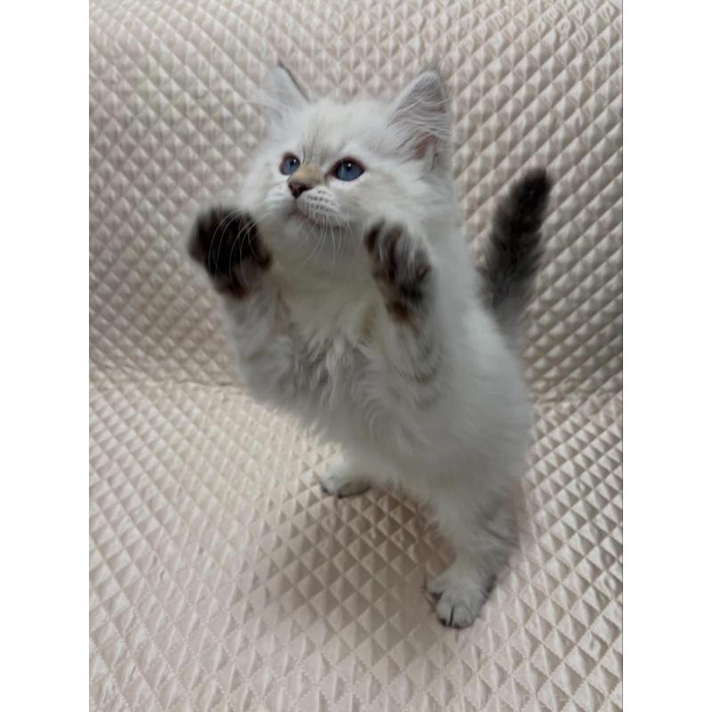 販売中の京都府のサイベリアン-140035の2枚目